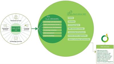 Agricultural socialized services empowering smallholder rice producers to achieve high technical efficiency: empirical evidence from southern China